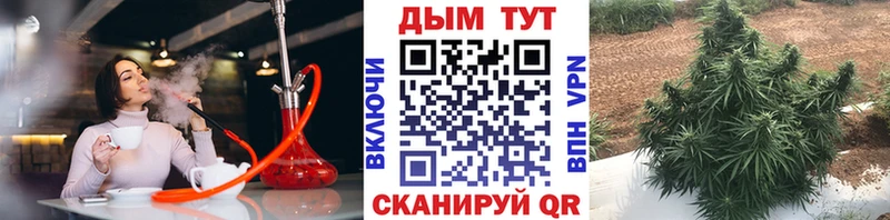Канабис OG Kush  Пустошка 